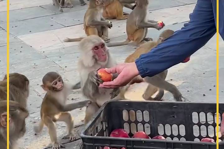 Phân Phát Táo Cho Những Chú Khỉ Tinh Nghịch Ăn